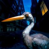 ‘Decoding Birdsong’ van Antony Szmierek